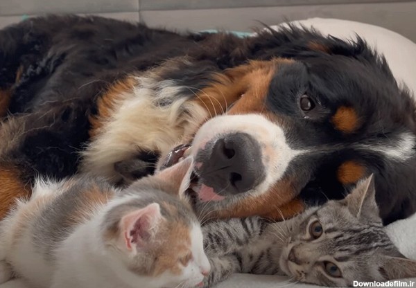 ببینید | دشمن‌های سابق در آغوش هم؛ عشق شگفت‌انگیز یک سگ به دو بچه گربه
