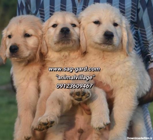 سگ گلدن رتریور , golden retriever , قیمت توله گلدن - 1