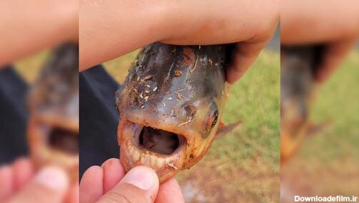 دندان های انسان در دهان یک ماهی (+عکس)