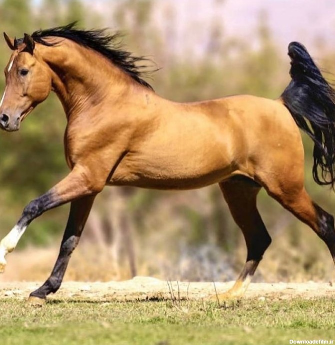 زیباترین اسب ایرانی که دست پرورده عشایر است (عکس) | صبح بخیر