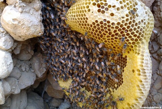 برداشت عسل گونه‌های وحشی زنبور در استان همدان ممنوع است - ایرنا