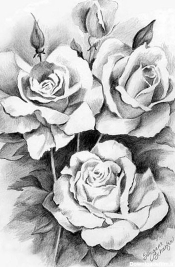 نقاشی سیاه قلم گل رز rose drawing