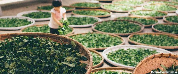 تولید چای سبز ایرانی