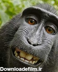 عکس پروفایل میمون [بامزه و خنده دار]