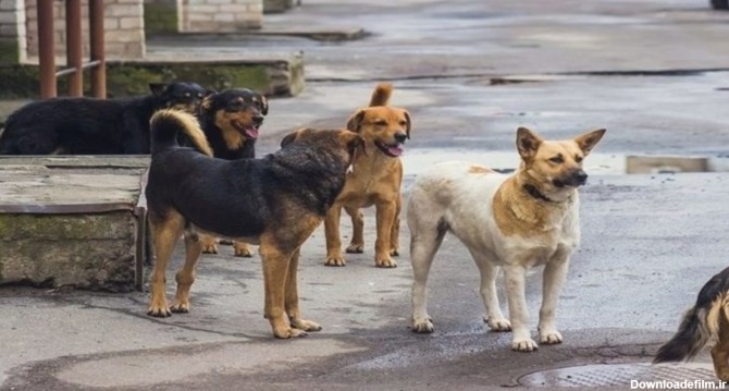 سازمان جهانی بهداشت: بیش از ۹۰۰میلیون سگ در جهان وجود دارد ...