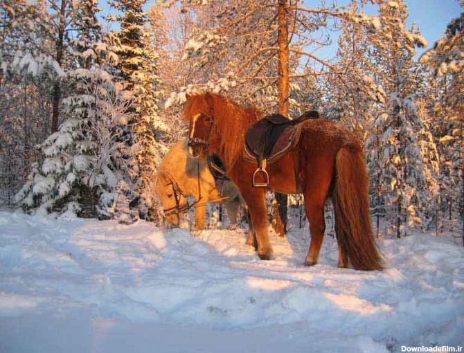 دانلود تصویر اسب های اهلی در جنگل برفی | تیک طرح مرجع گرافیک ایران