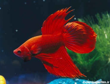 ماهی فایتر (جنگجوی سیامی) - شناخت، نگهداری و تکثیر - ماهیان اب شیرین