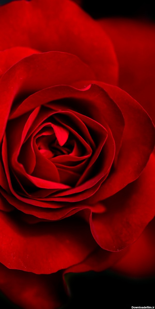 عکس گل رز قرمز برای پس زمینه گوشی