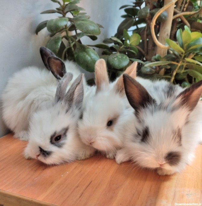 بچه خرگوش های زیبا