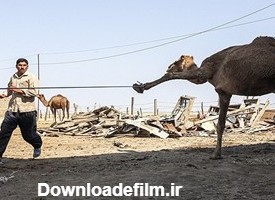 انتقال شتر به قربانگاه در ترکمن صحرا