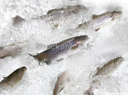 ماهی قزل آلای زنده در پس زمینه آب پاکیزه - غذاها - استوک فوتو ...