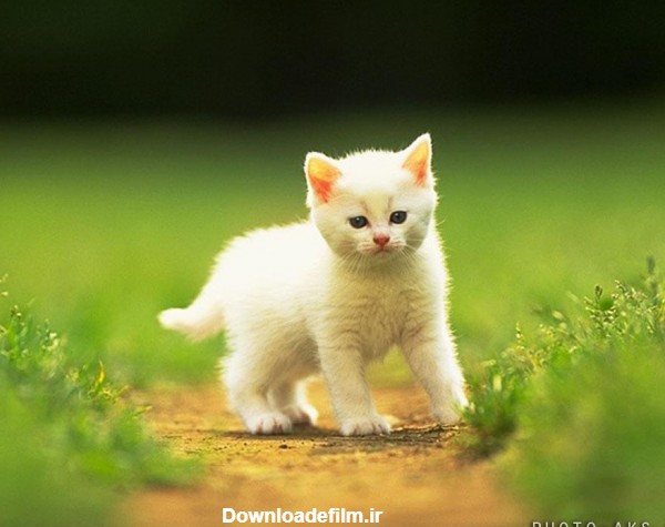 عکس بچه گربه سفید طلایی