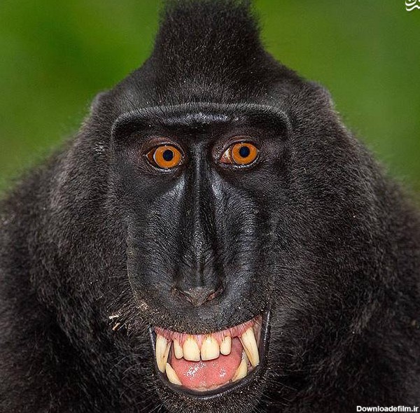 مشرق نیوز - عکس/ گونه‌های عجیب و غریب میمون‌ها