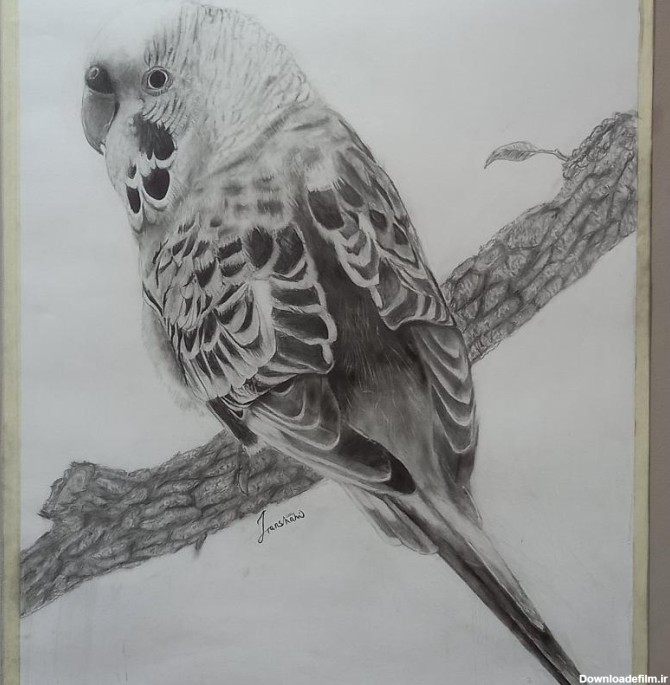 نقاشی سیاه قلم پرنده روی شاخه اشتمباخ 62×49