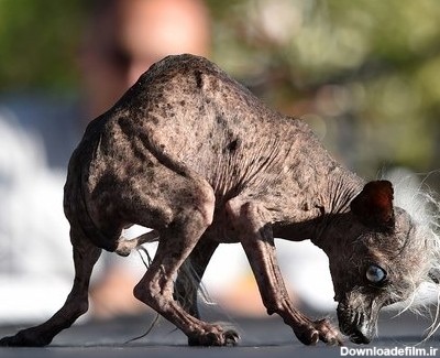عکس زشت ترین سگ های جهان
