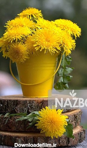 نازبو | گل قاصدک یک علف هرز سودمند