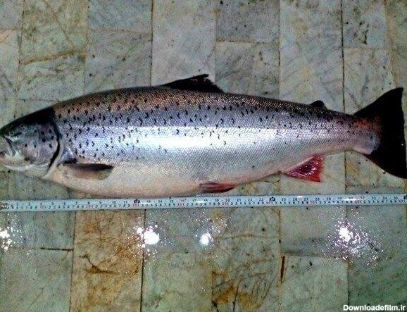 خبرآنلاین - عکس | صید ماهی ممنوعه از دریای خزر و عکسی که صیاد را ...