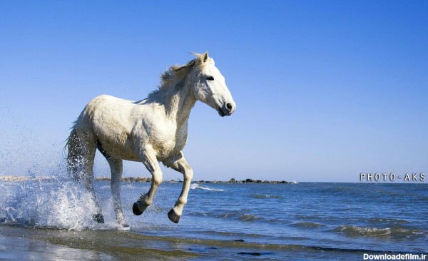 عکس اسب و دریا