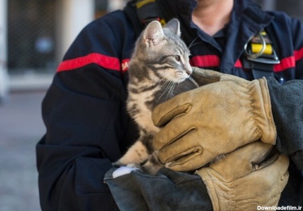 ببینید | عملیات نجات بچه گربه گیر کرده در لوله توسط آتش‌نشانان مسجد سلیمان