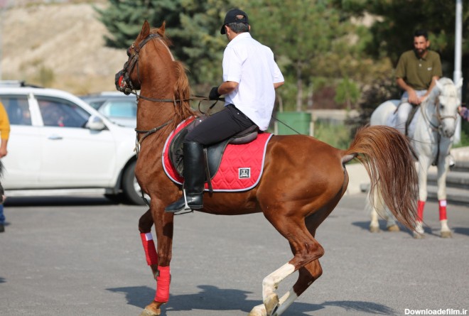 کارگاه آموزشی اسب سواری در دانشگاه تبریز