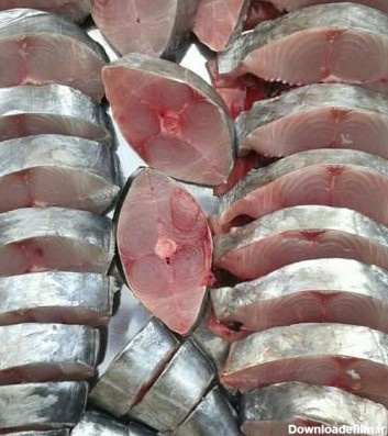 قیمت خرید ماهی شیر بندر در بازار - مورویش