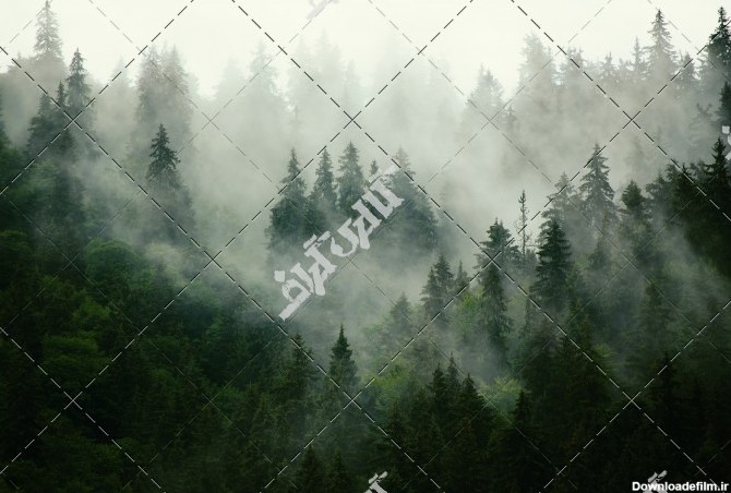 دانلود عکس با کیفیت جنگل مه آلود