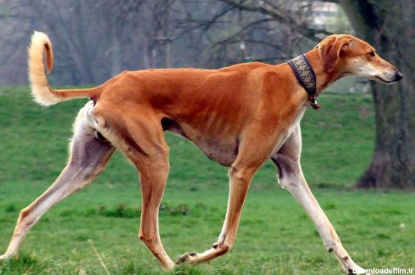 سالوکی؛ قدیمی ترین سگ اهلی جهان! (+عکس) – موبنا