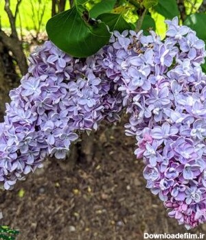 Lilac Wedgwood Blue - دارای گل های ابی