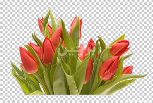 Borchin-ir-red tulip flower PNG photo دانلود عکس دسته گل لاله۲