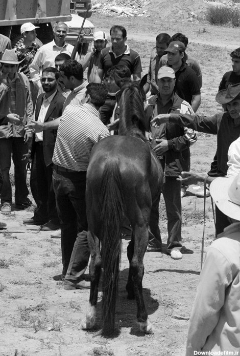 فرارو | (تصاویر) «مهرین کشی» اسب با تفنگ