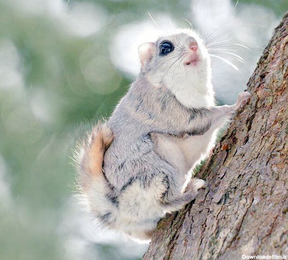 جذاب ترین سنجاب های روی زمین - مجله تصویر زندگی