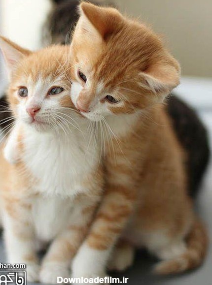 عکسهای بچه گربه های زیبا