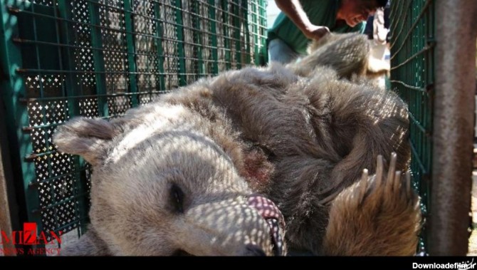 نجات 17 شیر و چندین گرگ، ببر و خرس از دست قاچاقچیان حیوانات