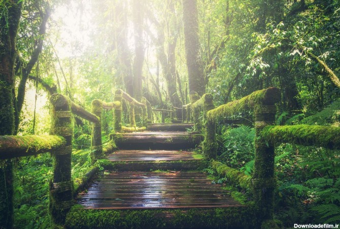 عکس زمینه پل چوبی در جنگل بارونی پس زمینه | والپیپر گرام