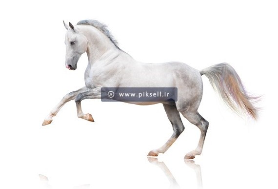 عکس با کیفیت از اسب سفید زیبا