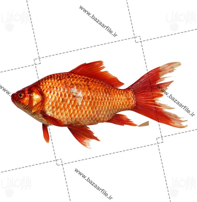 عکس ماهی قرمز برای پروفایل