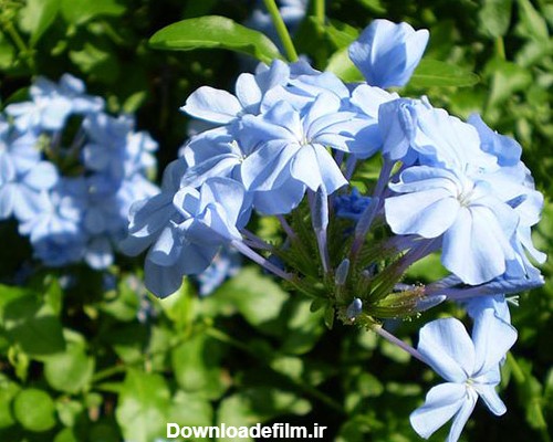 عکس گل یاس آبی یا بنفش