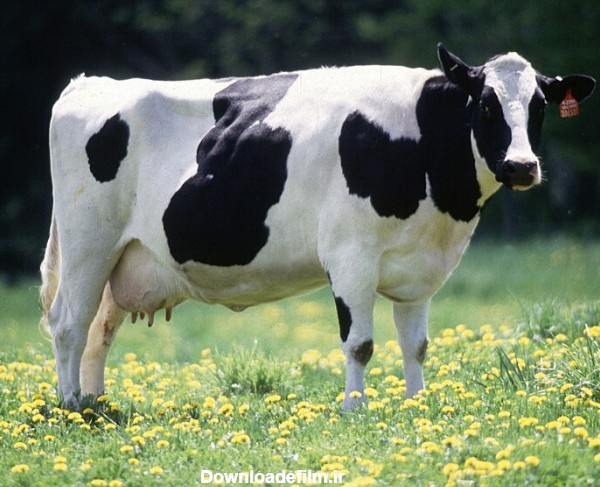 هلشتاین فریزن (نژاد گاو) - ویکی‌پدیا، دانشنامهٔ آزاد