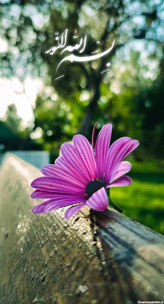 جدیدترین عکس گل زیبا و خاص برای صفحه مجازی خود و یا استوری ...