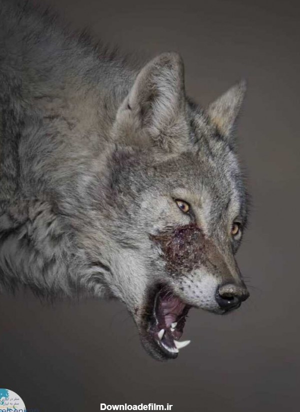 عکس از گرگ های ایرانی