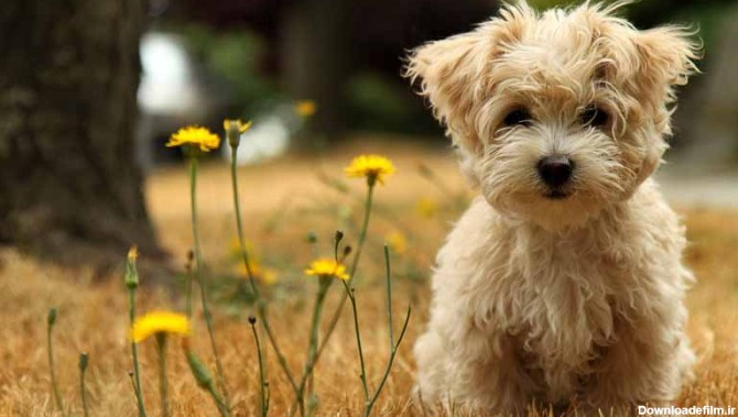 مجموعه دانلود عکس سگ پاکوتاه خوشگل (جدید)