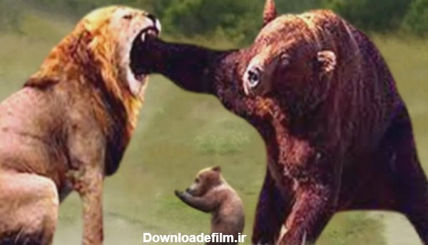 جنگ و نبرد شیر و خرس گریزلی - مستند حیات وحش