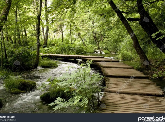 پل چوبی در جنگل 1399401