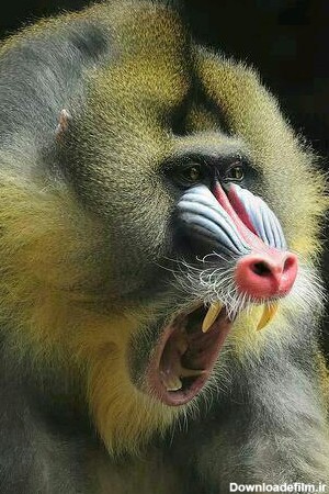 عکس:: وحشی ترین میمون جهان | خبرنامه دانشجویان ایران