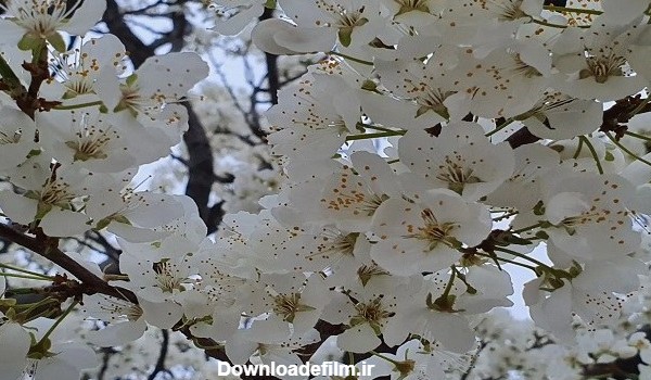 آلبوم عکس شکوفه بهاری برای پروفایل - تــــــــوپ تـــــــــاپ