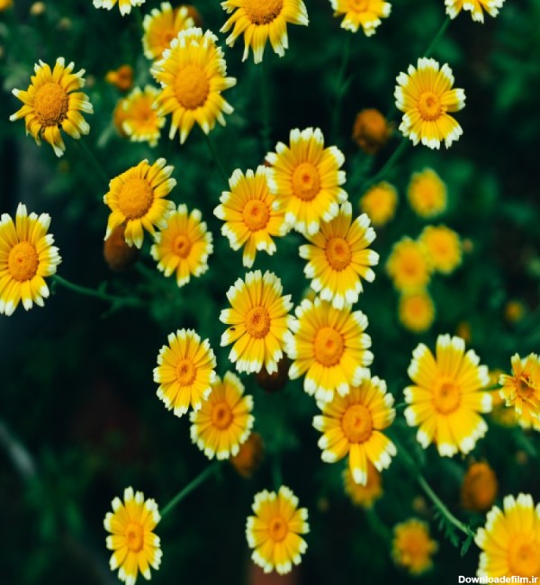 عکس 4k دشت گل های بابونه با کیفیت بالا | گیاهان | فایل آوران