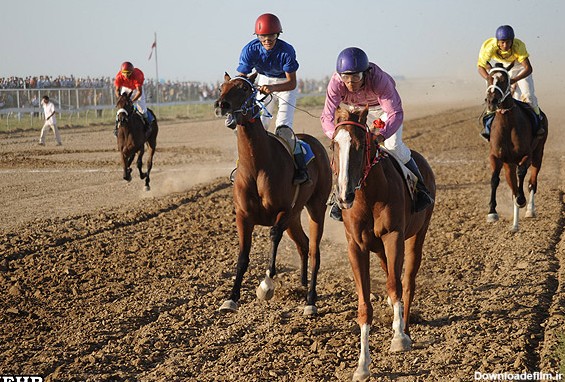 بریدن سر اسب مسابقه ای در کورس اسبدوانی پاییزه آق قلا (تصاویر)