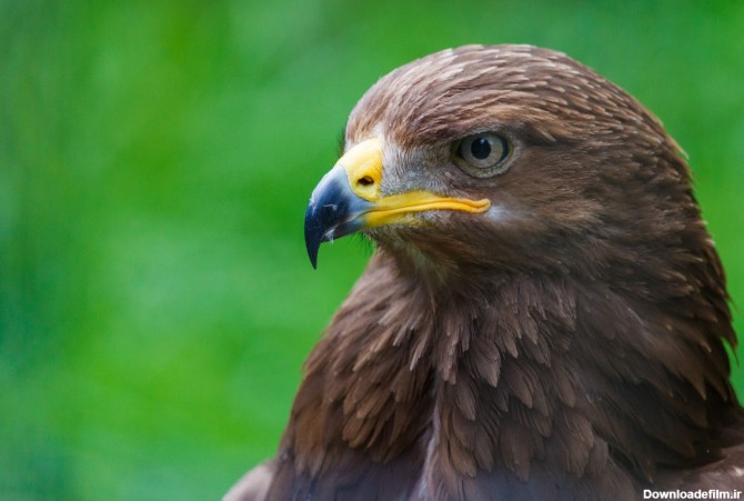 معرفی دو گونه عقاب خالدار به نام عقاب خالدار بزرگ و کوچک + تصاویر