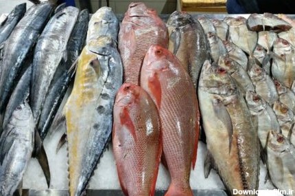 ماهی شب عید چند؟ | قیمت ماهی در این بازار ارزان تر از همه جاست