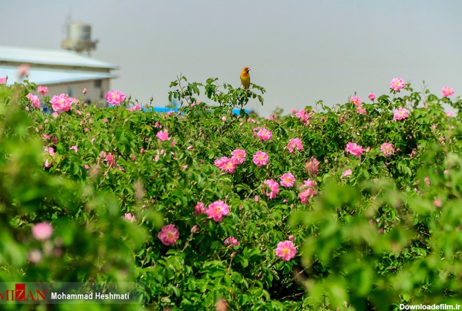 عکس گل محمدی سبزوار